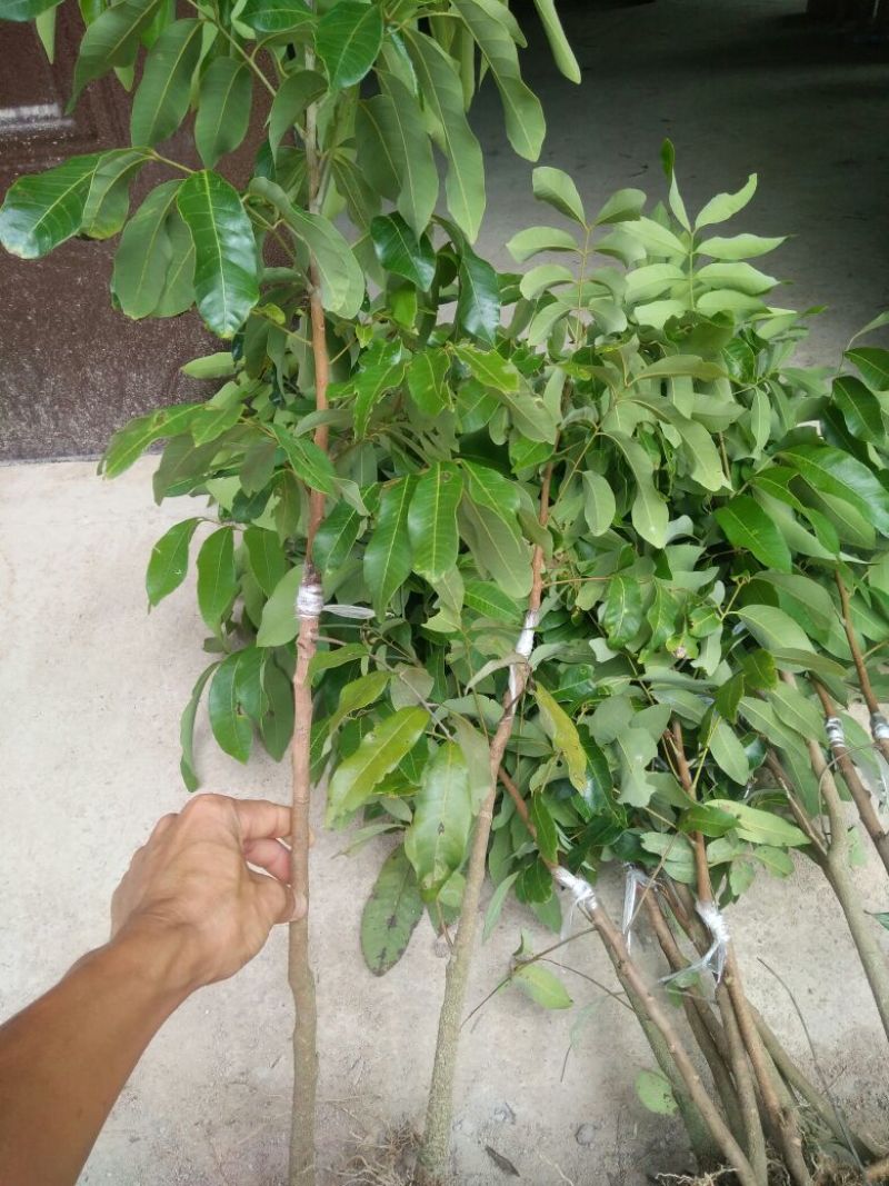 龙眼树苗