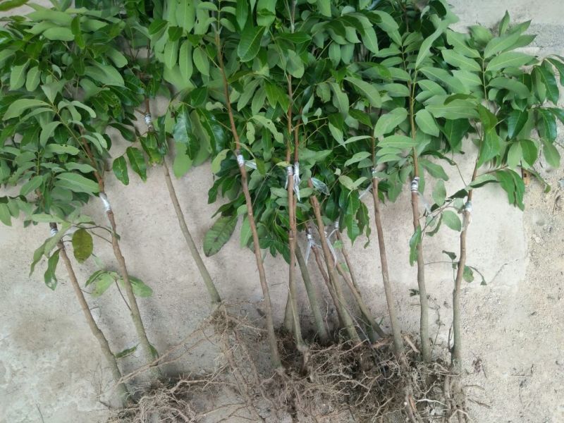 龙眼树苗