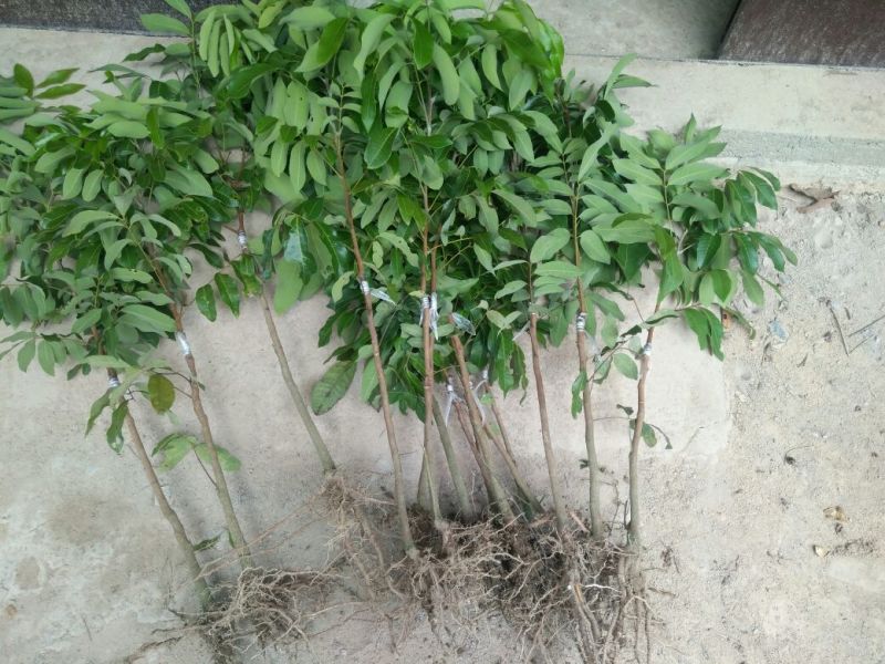 龙眼树苗