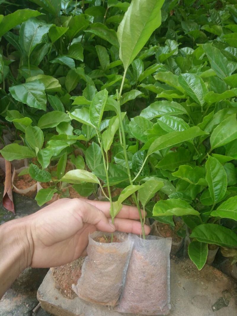 黄金百香果苗