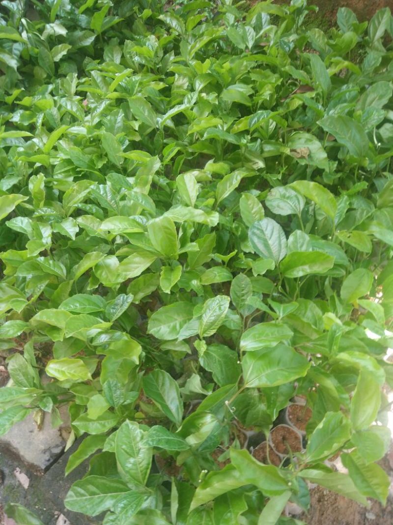 黄金百香果苗