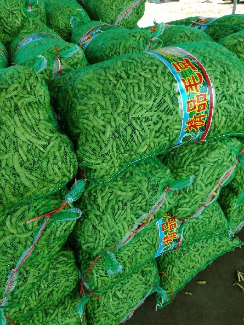 山东郯城县红花镇万亩毛豆大量上市