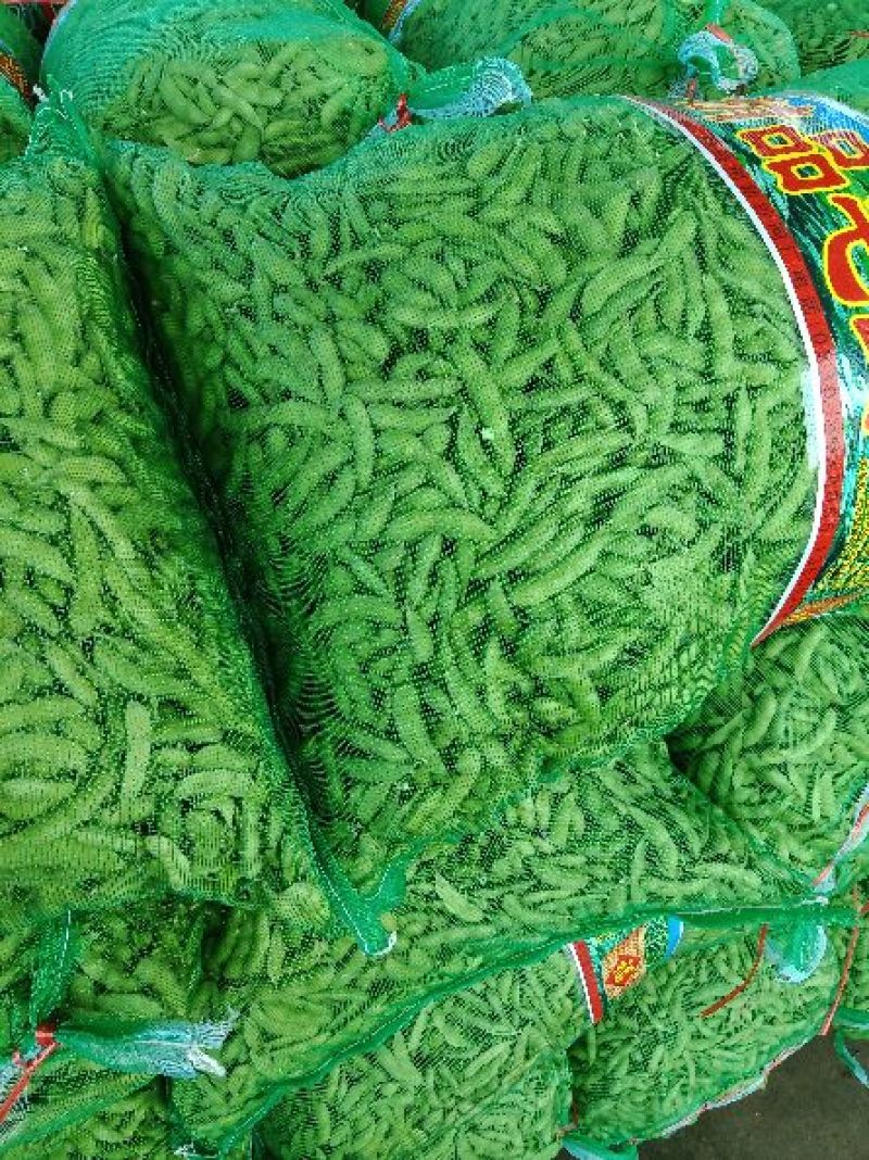 山东郯城县红花镇万亩毛豆大量上市