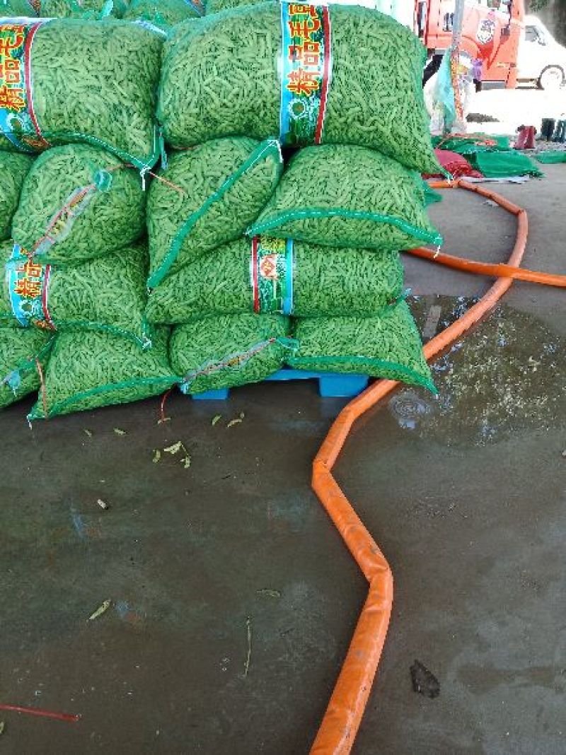 山东郯城县红花镇万亩毛豆大量上市