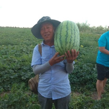 金城五号，安农二号，包熟包甜，可大量供货。价格美丽，