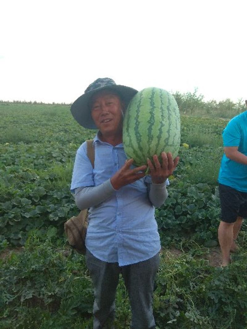 金城五号，安农二号，包熟包甜，可大量供货。价格美丽，