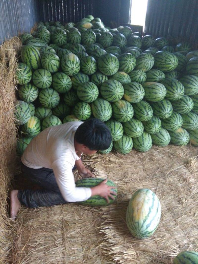 金城五号，安农二号，包熟包甜，可大量供货。价格美丽，