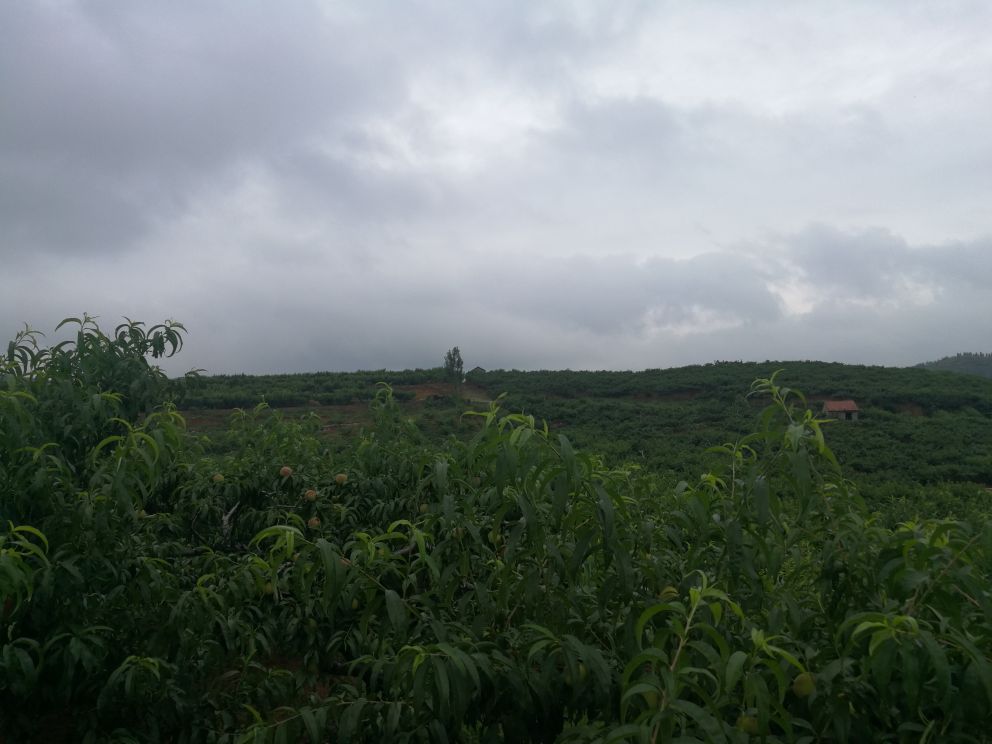 久保桃果园实景