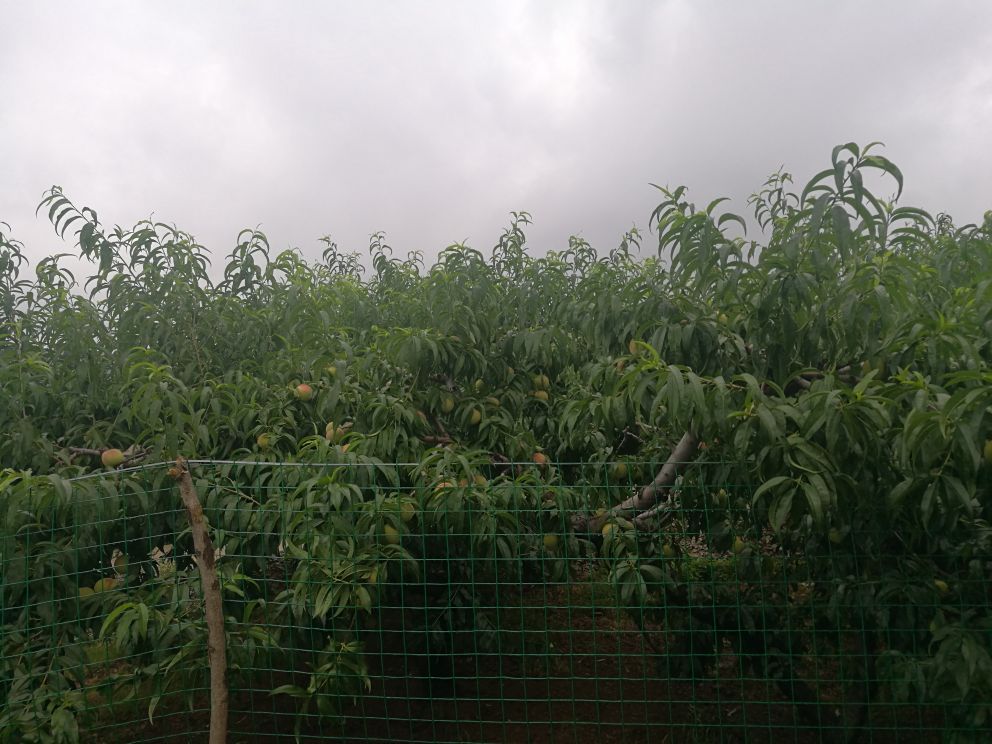 久保桃果园种植场景