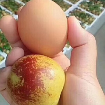 沾化冬枣