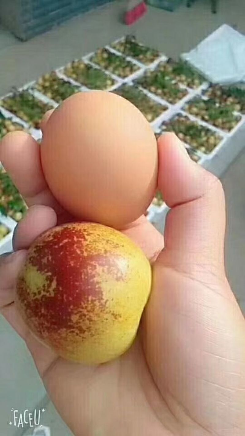 沾化冬枣