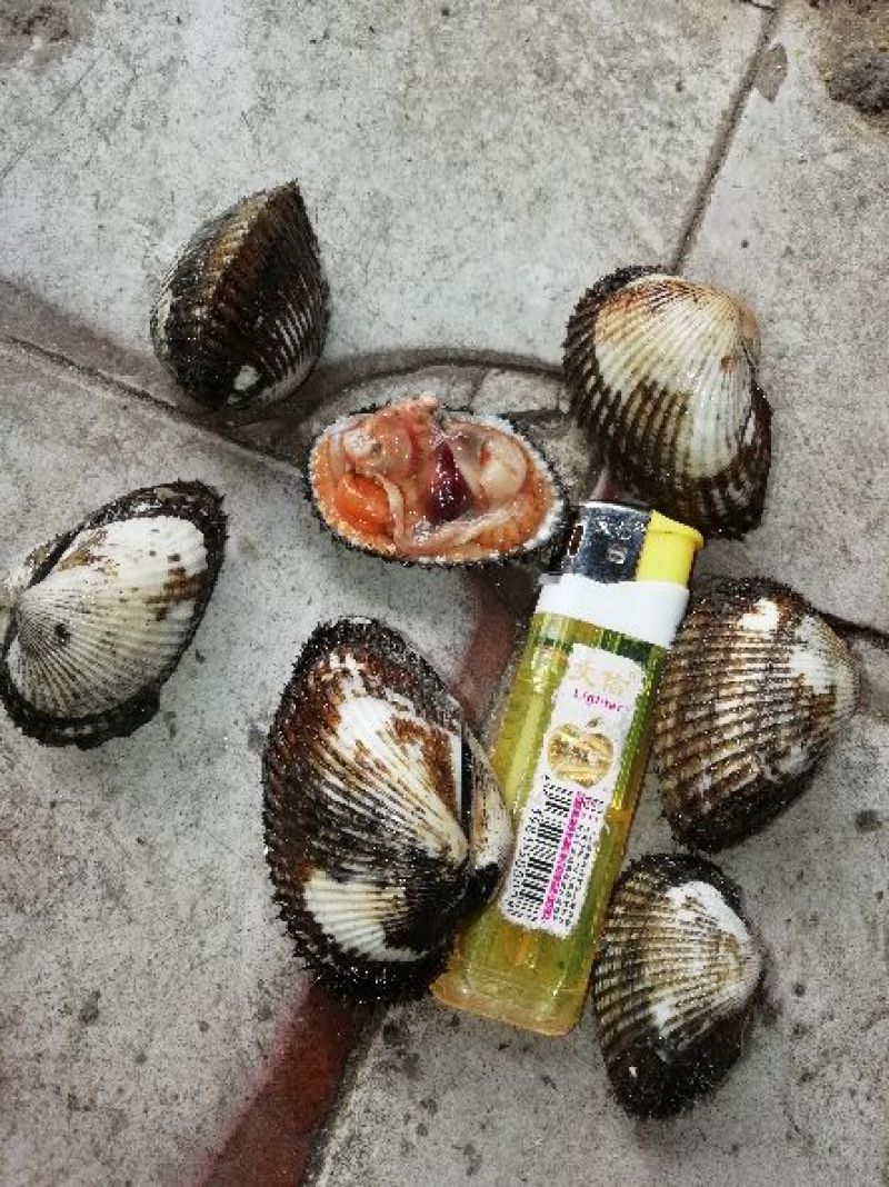 花甲螺油蛤