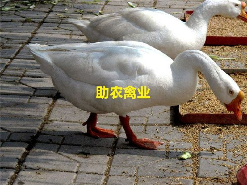 白鹅苗