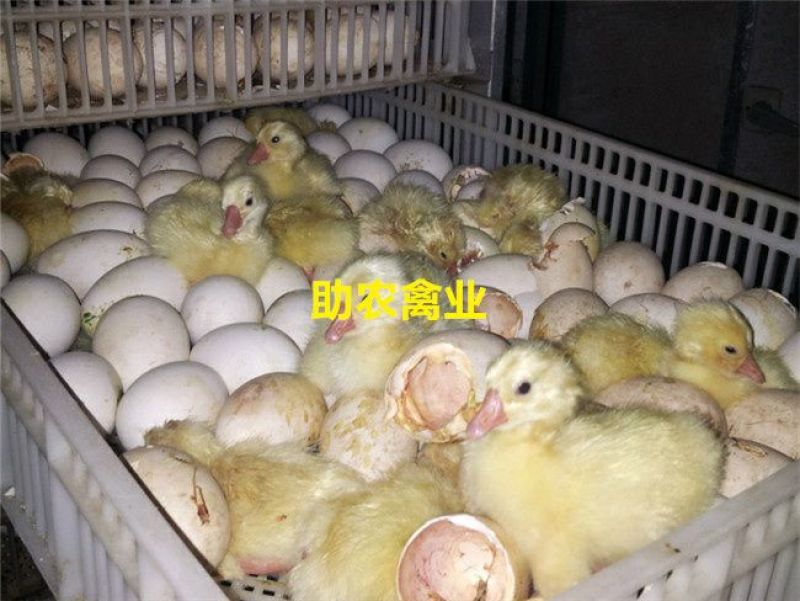 白鹅苗