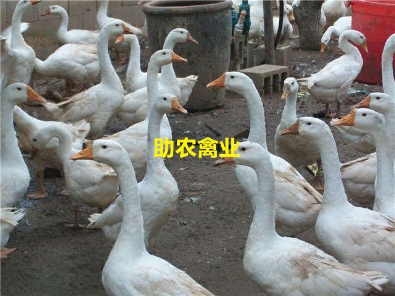 白鹅苗