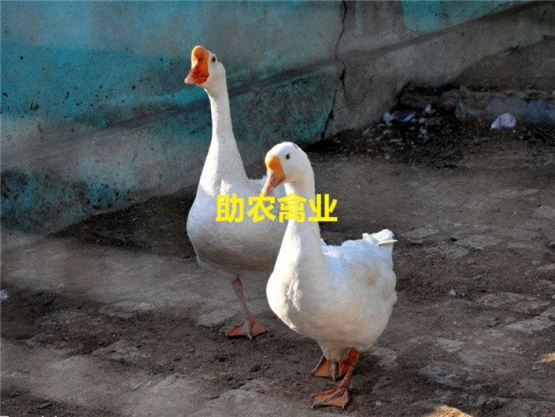 白鹅苗
