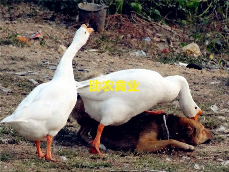 白鹅苗