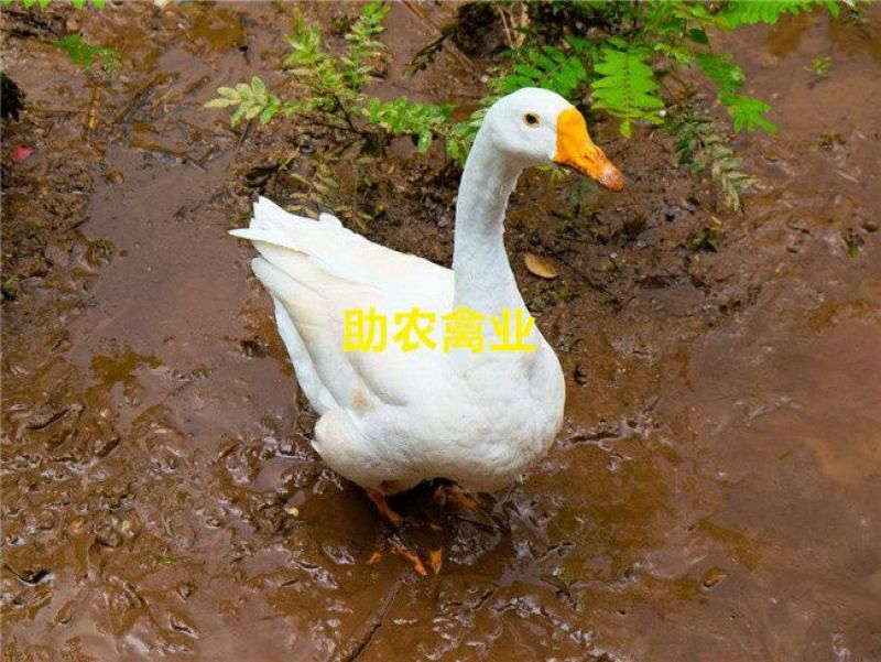 白鹅苗