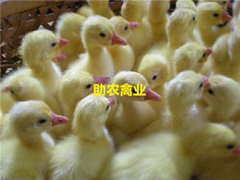 白鹅苗