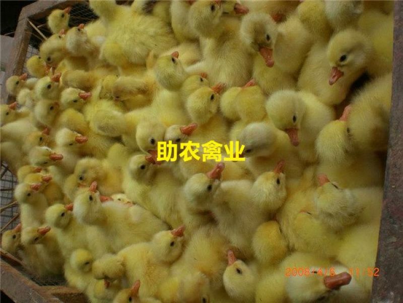 白鹅苗