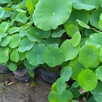 盆栽荷花睡莲荷花睡莲常年供应各种水生植物量大从优