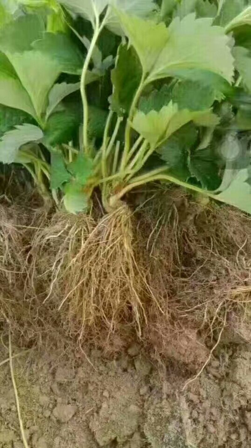 【现货】章姬草莓苗批发，甜宝草莓苗脱毒苗，红颜草莓苗批发
