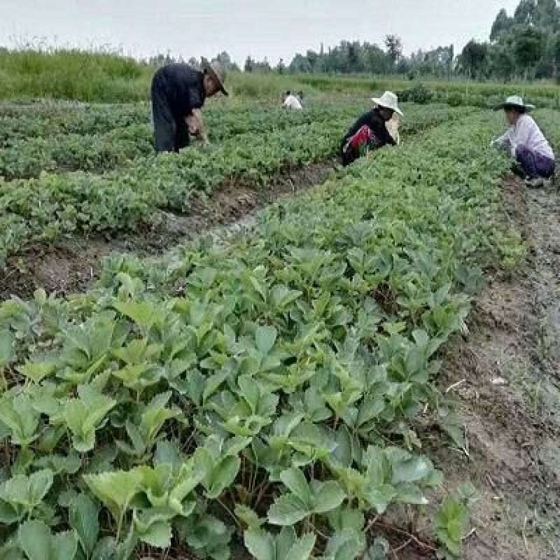 【现货】章姬草莓苗批发，甜宝草莓苗脱毒苗，红颜草莓苗批发