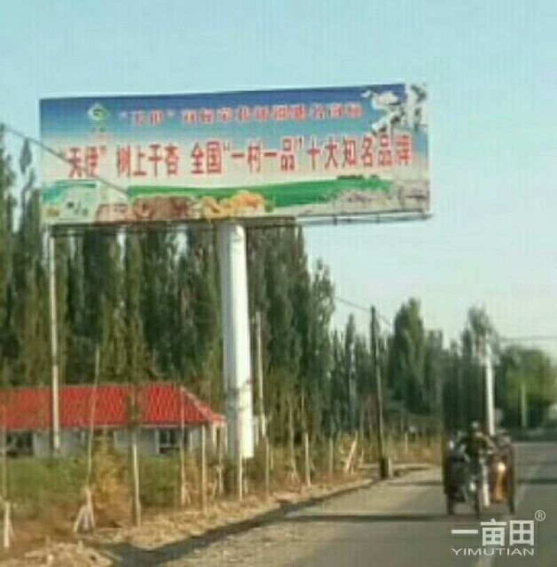 杏干树上干杏