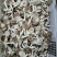 凤尾菇4~6cm3cm以上