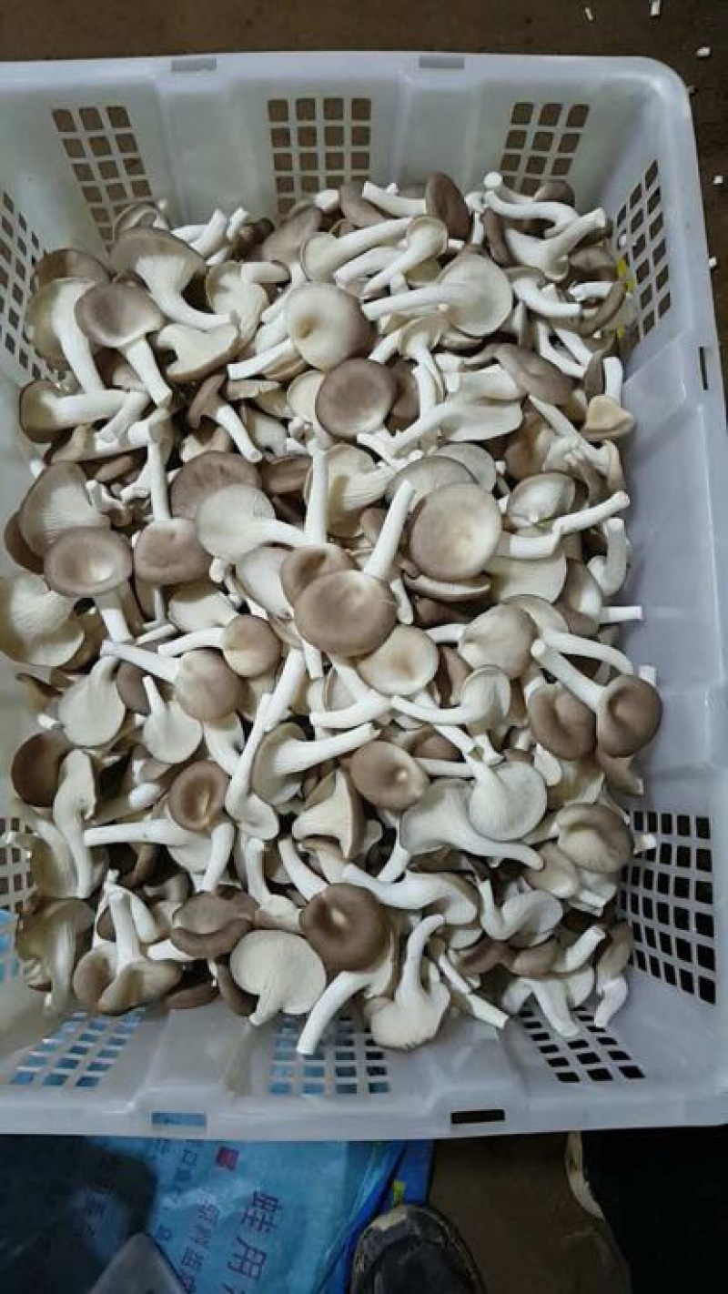 凤尾菇4~6cm3cm以上