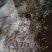 凤尾菇4~6cm3cm以上