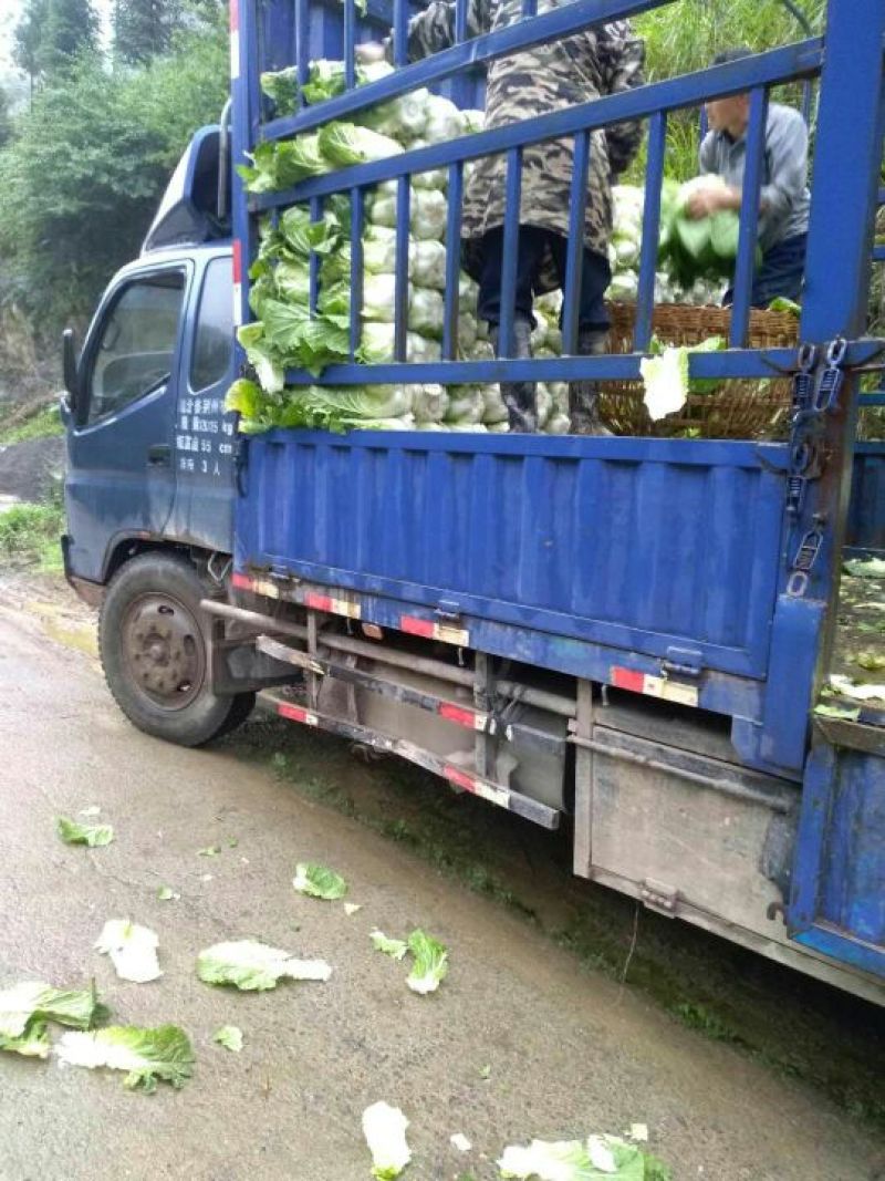【今日推荐】湖北黄心大白菜，产地直发，货源稳定，品质保证