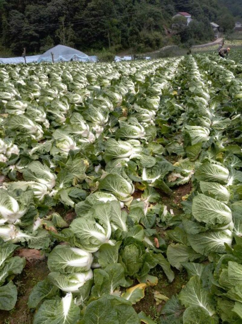 【今日推荐】湖北黄心大白菜，产地直发，货源稳定，品质保证
