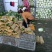 【今日推荐】湖北黄心大白菜，产地直发，货源稳定，品质保证