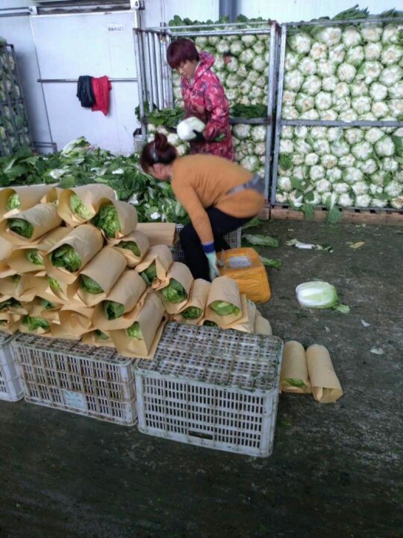 【今日推荐】湖北黄心大白菜，产地直发，货源稳定，品质保证