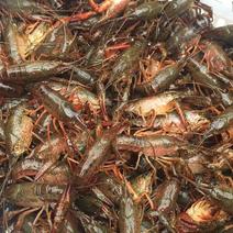 盱眙小龙虾345清水虾，优质的水资源，品质虾