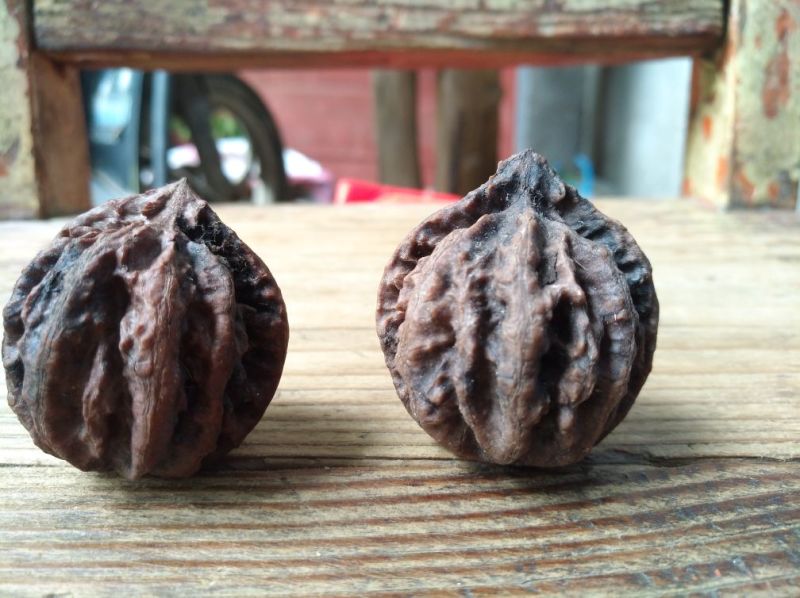 山核桃30~35mm去皮干