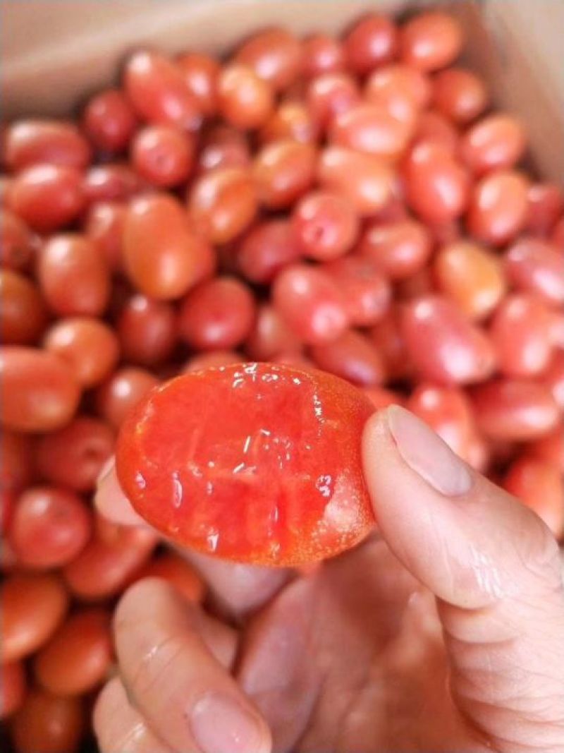 羊奶果苗