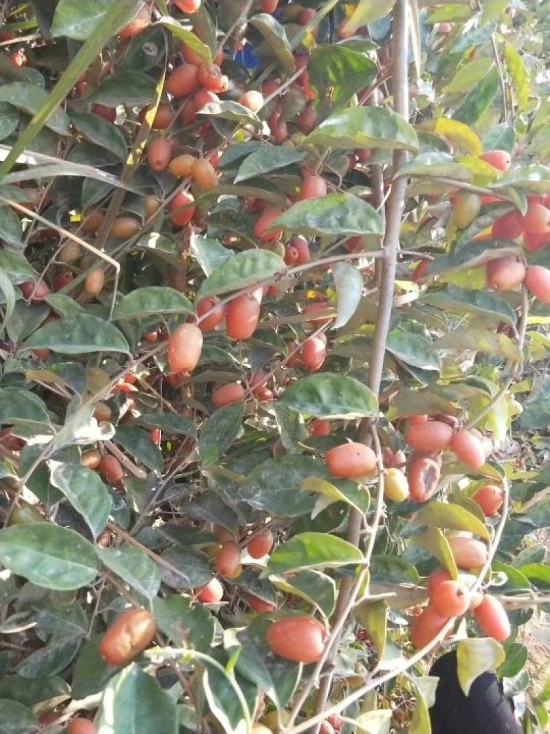 羊奶果苗