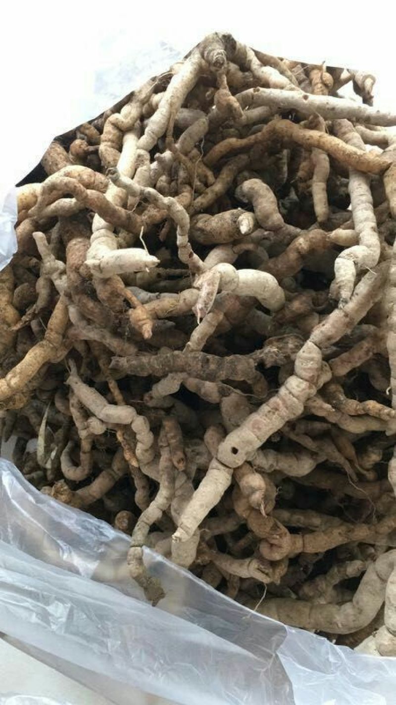 巴戟天一级