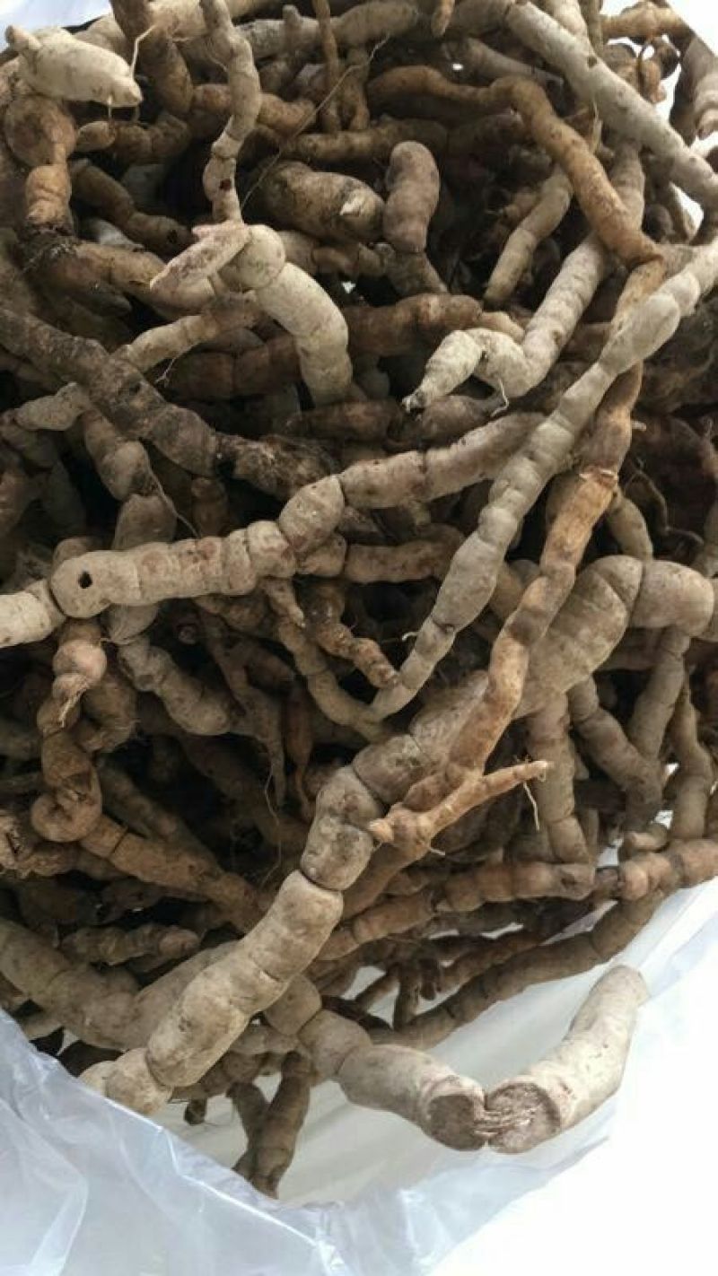 巴戟天一级