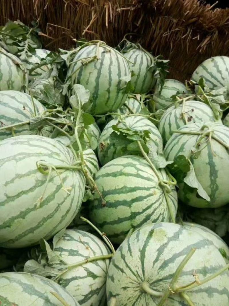 翠宝花无子，金花无子西瓜，，、，，，，
