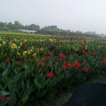 美人蕉基地直供质优价廉欢迎实地考察