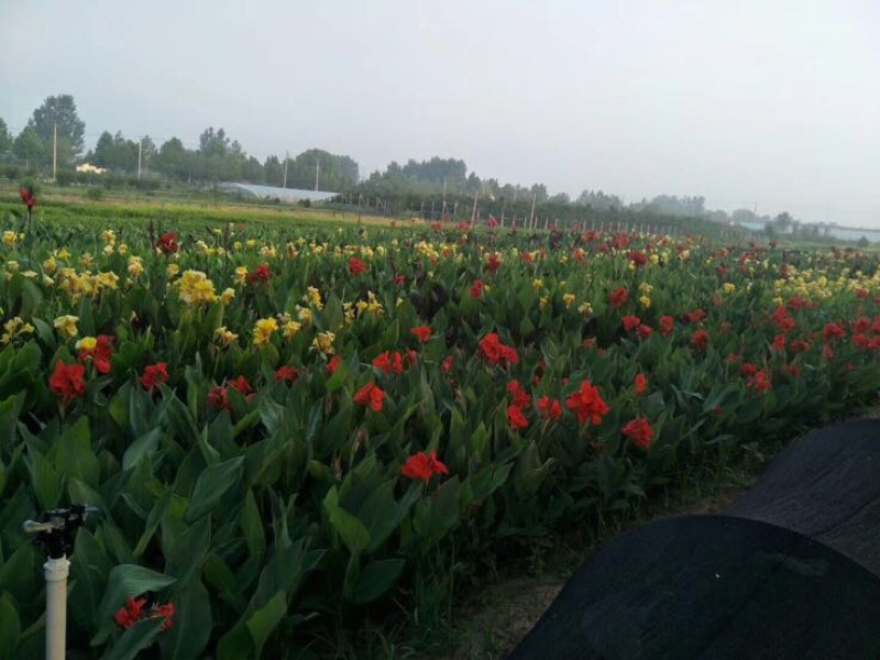 美人蕉基地直供质优价廉欢迎实地考察