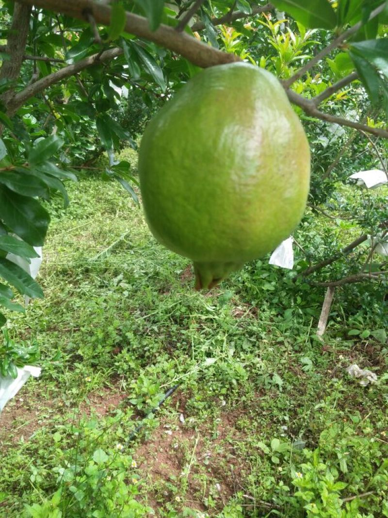 大凉山会理石榴