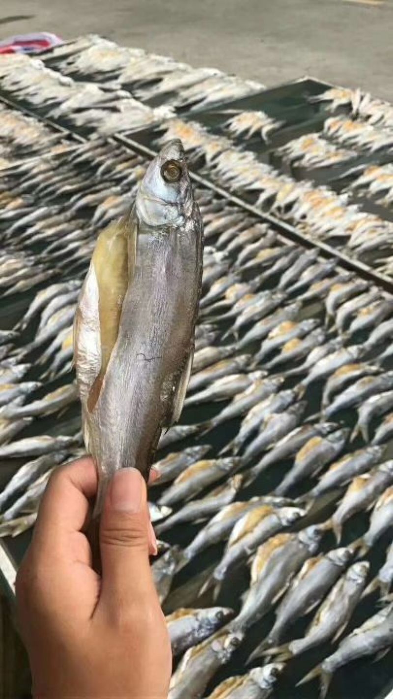 花亭湖水产鱼干翘嘴黄尾餐条微咸
