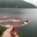 花亭湖水产鱼干翘嘴黄尾餐条微咸