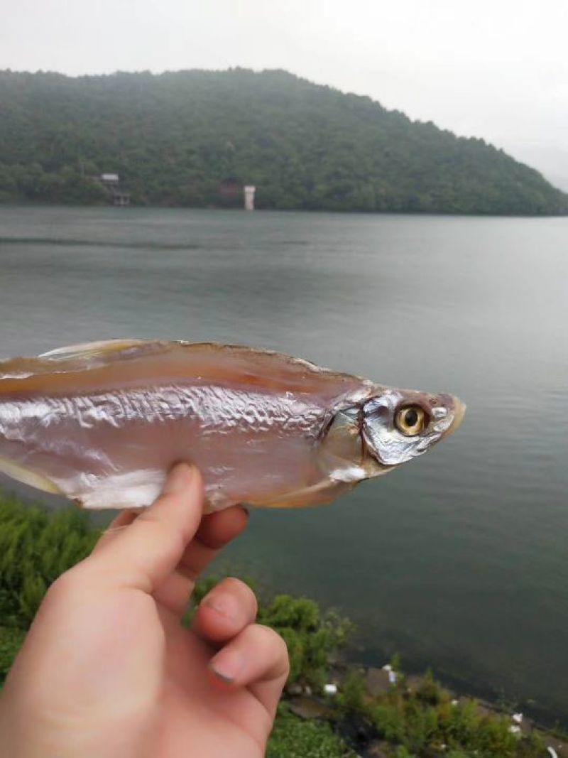 花亭湖水产鱼干翘嘴黄尾餐条微咸