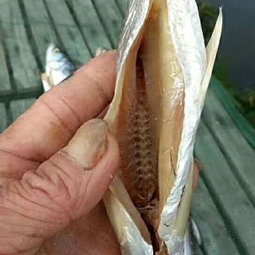 花亭湖水产鱼干翘嘴黄尾餐条微咸