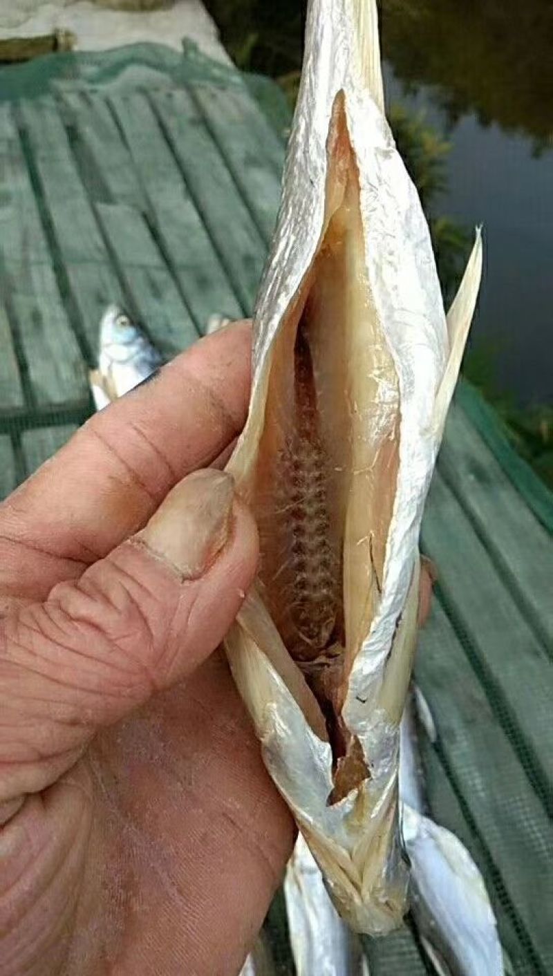 花亭湖水产鱼干翘嘴黄尾餐条微咸